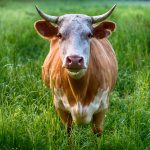cow in a farm